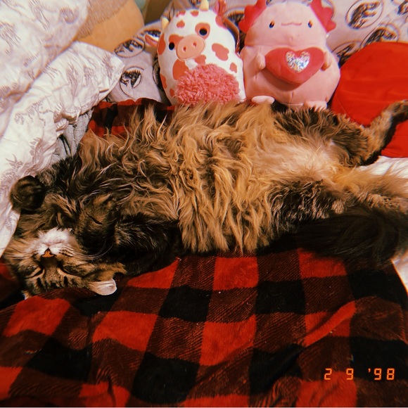 Meet Rainbow Soul - Picture 10 of 15